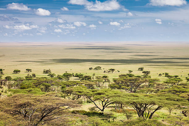Wildlife roaming on an African savannah